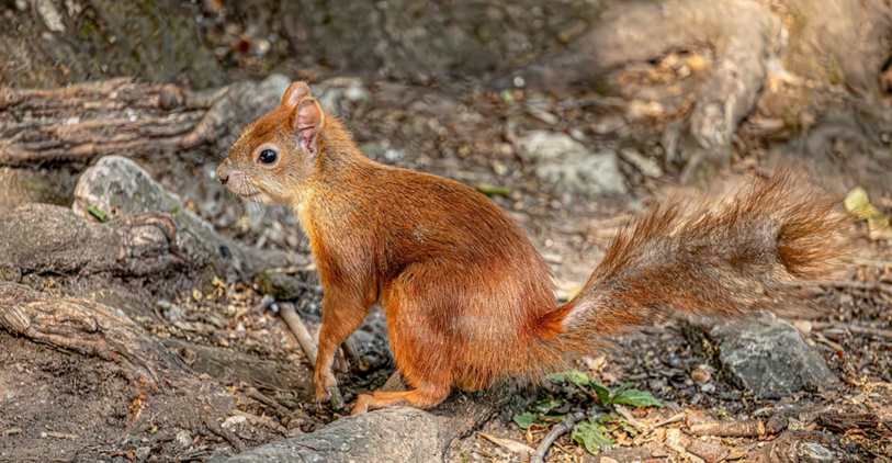 Polaina Esportiva Venosan
